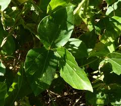 Image result for Neonotonia wightii