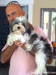 Daisie the white female havanese age 5. Rhinoceros Havanese Dog Breeds