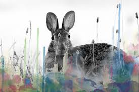 Symbolic rabbit meanings deal primarily with abundance, comfort, and vulnerability. Rabbit Cosmic Animal Meaning Medicine Magic