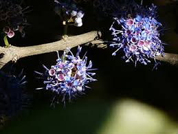 Image result for Memecylon myrianthum