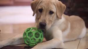 Jiji.ng more than 59 labrador retriever dogs & puppies are waiting for you buy your future friend today ▷ prices are starting from ₦ 180,000 in nigeria. Family Clones Beloved Dog Who Once Saved Their Lives By Attacking Rattlesnake