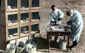 A scene this week from cities in europe and the united states tiptoeing out of lockdown? Photo Story The Manchurian Plague Outbreak And The Malayan Doctor Wu Lien Teh History News Thinkchina