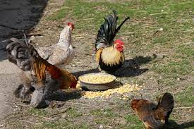 was huhn frisst und was besser nicht huhner futter huhner huhner als haustiere