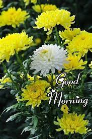 Pin By Rachana Rao On Good Morning Morning Pictures Morning Images Good Morning Greetings