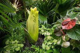 Stinky Ass Corpse Flower To Open At Cleveland Metroparks Zoo Soon Scene And Heard Scene S News Blog
