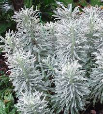 Creamy bracts cluster near the tops in early spring. Spurge Provides Tons Of Texture And Interest To Your Garden Foliage Plants Blue Plants Plants For Small Gardens