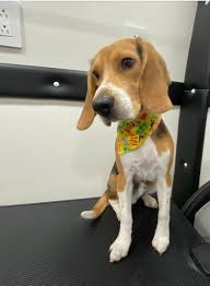 Fill out our contact form for specialist pet grooming services! Mobile Pet Groomer Miami Mobile Pet Grooming Olympia Heights