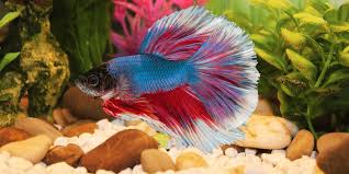 Many decorations also have sharp edges. Siamese Fighting Fish As Pets