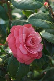 Camellia Japonica Broggi Italy Circa 1850 Flowers Photography Beautiful Flowers Pretty Flowers