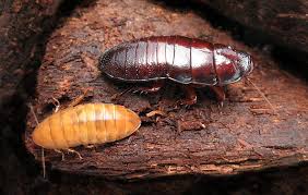 Only A Mother Could Love Em Why Cockroaches And Termites Are Great Parents