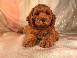 Check out the breeder profile of harlandpuppies for details including contact information. Dark Red Cockapoo Puppies For Sale In Iowa Professional Breeders