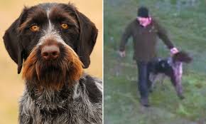 An akc registered breeder of german wirehaired pointers where dogs get the point our versatile gwps that are bred for temperament and hunting ability in field and water alike; German Wirehaired Pointer Breeder Warns Dog Should Not Be Pets After Girl Mauled In Neerim Junction Daily Mail Online