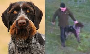 However, italian spinone are also a pointing breed (hpr) and have the french griffons in their ancestry (although spins are a very old breed) ans they do retain the griffon 'look' in many ways a very similar looking dog to the griffon and also a pointer is the cesky fousek and i know there are some in nz!! German Wirehaired Pointer Breeder Warns Dog Should Not Be Pets After Girl Mauled In Neerim Junction Daily Mail Online