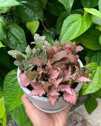All you have to do is to order plants online for. These 13 Klang Valley Shops Will Deliver House Plants To You Propertyguru Malaysia