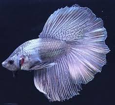 Betta Breeders Copper Halfmoon Pair Male And Female Live Fish Betta Betta Fish Fish