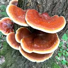Image result for Ganoderma tsugae