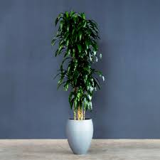 Image result for Dracaena fragrans