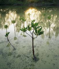 West Indies Islands Explore The West Indies Mangrove Forest Mangrove Island