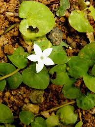 Image result for Geophila repens