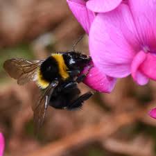 Image result for Bombus ruderatus