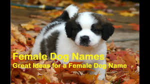 Be sure any name you pick will be appropriate at a veterinary office, groomer, dog park or boarding kennel. Girl Dog Names That Start With K 2020 Best Funny Female Names