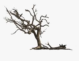 tree aesthetic nature isolated gnarled branches dead tree png transparent png transparent png image pngitem dead tree png transparent png
