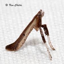 Image result for Blotiella