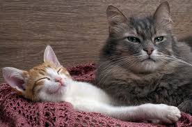 How To Tell If Your Cat Is Happy Petguide Cat Care Cats Cat Training