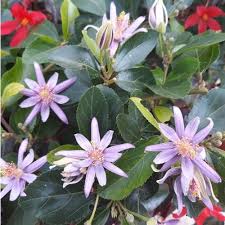 Image result for Grewia arborea