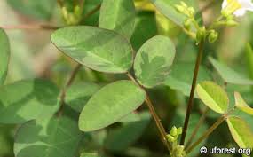 Image result for Oxalis barrelieri