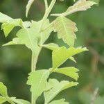 Image result for Searsia dentata