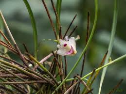 Image result for Polystachya vulcanica