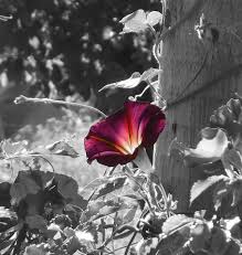 Black And White With Pop Of Color Drawing Pin On Black And White Photography With Pops Of Color