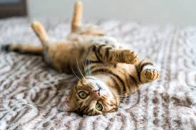 Check spelling or type a new query. What Is Catnip And Does It Work On People Myrecipes