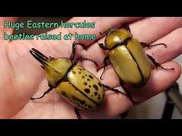 Maybe you would like to learn more about one of these? Breeding The Eastern Hercules Beetle Dynastes Tityus At Home Fresh Adults Emerged Youtube