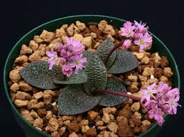 Image result for Ledebouria Unidentified sp. no4.