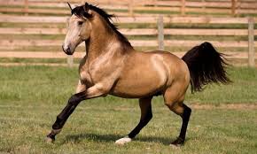 ( click the word below the image for detailed information about the color in the photo) Is Buckskin A Color Or A Breed Of Horse The Thinking Equestrian