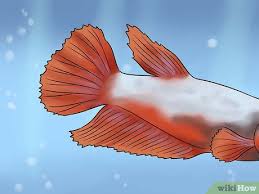 Betta fish are also bred to have a wide variety of tail fins. 3 Ways To Identify Different Betta Fish Wikihow