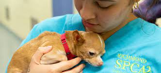 In the greater richmond, va area and rural counties.educating the community about domestic animal welfare and overpopulation prevention is a primary focus of arc in addition to providing. Sheltering Animals For Abused Families Richmond Spca