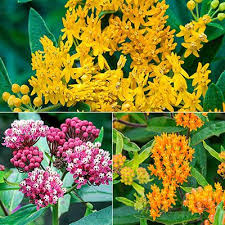 Summer Provide The One Plant Monarch Butterflies Lay Eggs On All Three Cultivars Are Easy Growing Natives That Flower Freely Th Milkweed Plants Perfect Plants