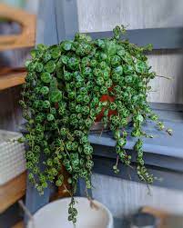Peperomia Plants Planting Succulents Pretty Plants