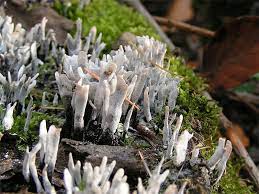 It is commonly found at the base of rotted trees or on decaying wood. Xylaria Wikipedia