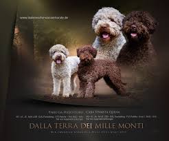 Perro de agua español (spanischer wasserhund). Lagotto Romagnolo Zucht Menden Italienische Wasserhunde Aus Dem Sauerland