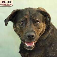 Please select an option below for more information about our. Nashua Nh Labrador Retriever Meet Miller A Dog For Adoption Dog Adoption Dogs Kitten Adoption