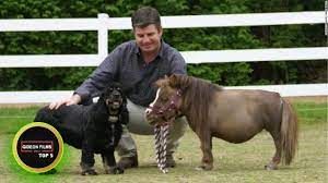 5 Smallest Horse In The World 5 Smallest Horse Breeds Youtube