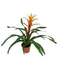 Image result for Bromeliaceae