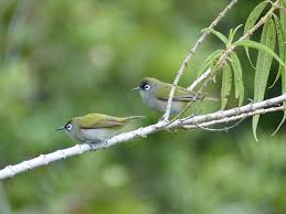 Faaxaal Photos Nature Gratuites Et Libres De Droits Zosterops De La Reunion Oiseau Lunettes Vert Oiseau Vert Zoizo Vert Zosterops Olivaceus Reunion Olive White Eye