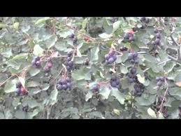 Search 35 the saskatoon farm jobs now available on indeed.com, the world's largest job site. Growing Saskatoons At The Saskatoon Farm Youtube