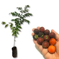 Image result for Dovyalis sp. A