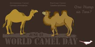 1 humped camels and 2 humped camels: Peppermint Narwhal On Twitter Happy Worldcamelday Bactrian Camels Have 2 Humps Whereas Dromedary Camels Have 1 Hump Http T Co Nujxlovaxv Http T Co Dyq0uosw5w